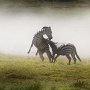 Tanzania, Serengeti. - Zrbras battling in the dust